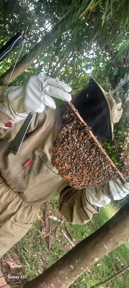 Strong Queen Colony